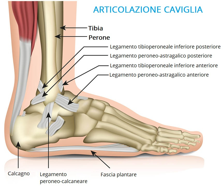 anatomia articolazione della caviglia