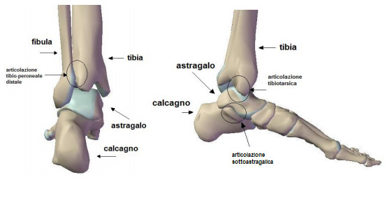 anatomia calcagno
