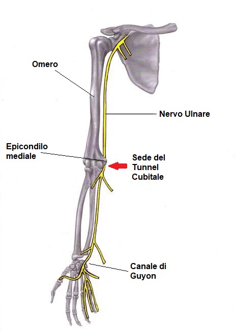 anatomia compressione nervo ulnare