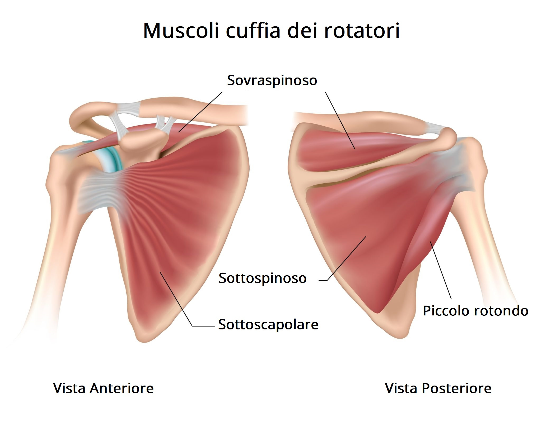 anatomia cuffia dei rotatori tendinite spalla