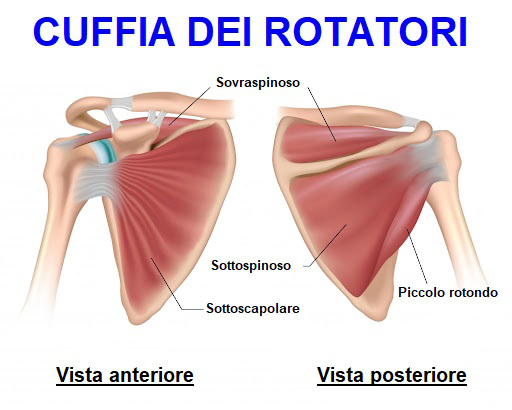 anatomia cuffia dei rotatori