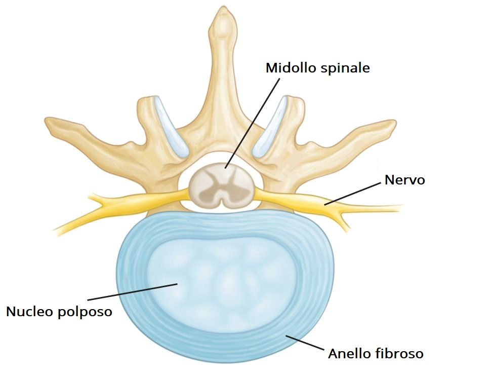 anatomia disco intervertebrale cervicale