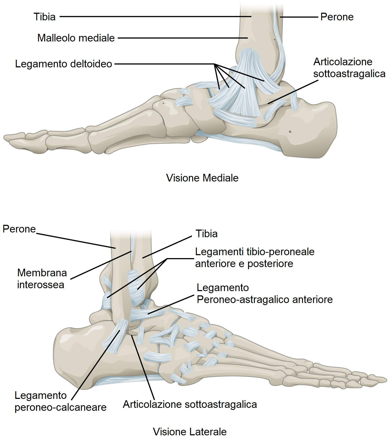 anatomia distorsione instabilità di caviglia