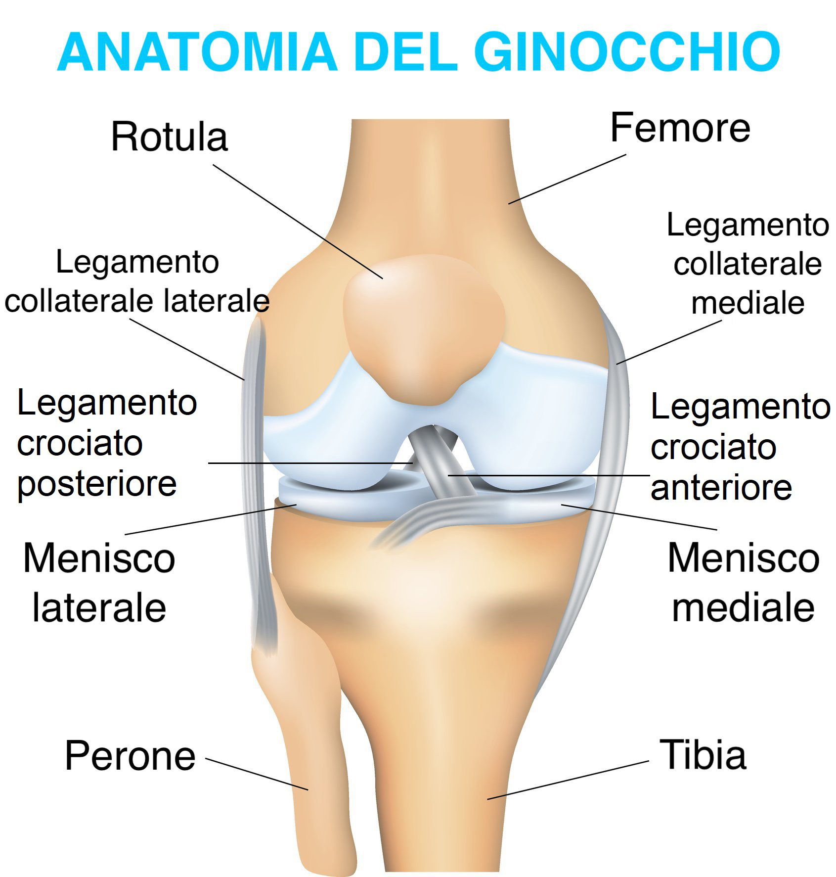 anatomia dolore al ginocchio