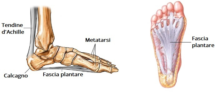 anatomia fascia plantare