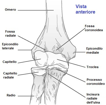 anatomia gomito anteriore