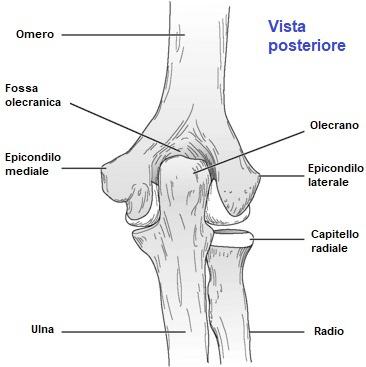 anatomia gomito posteriore