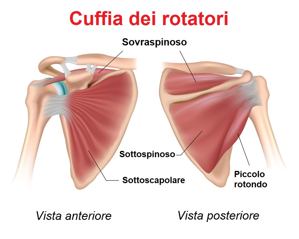 anatomia infiammazione cuffia dei rotatori