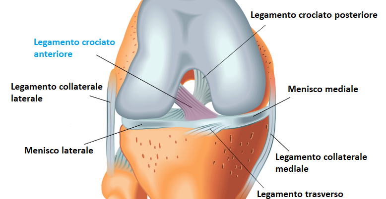 anatomia legamento crociato anteriore