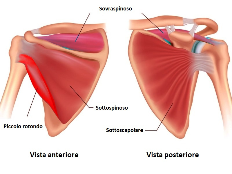 anatomia lesione cuffia rotatori