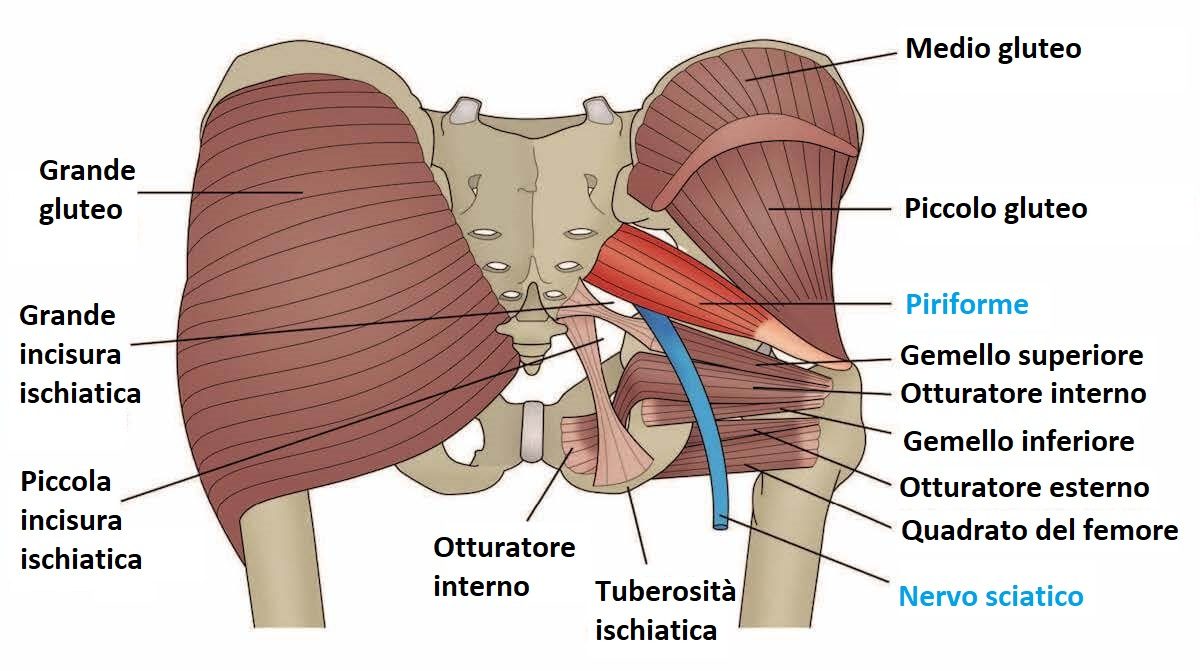 anatomia piriforme