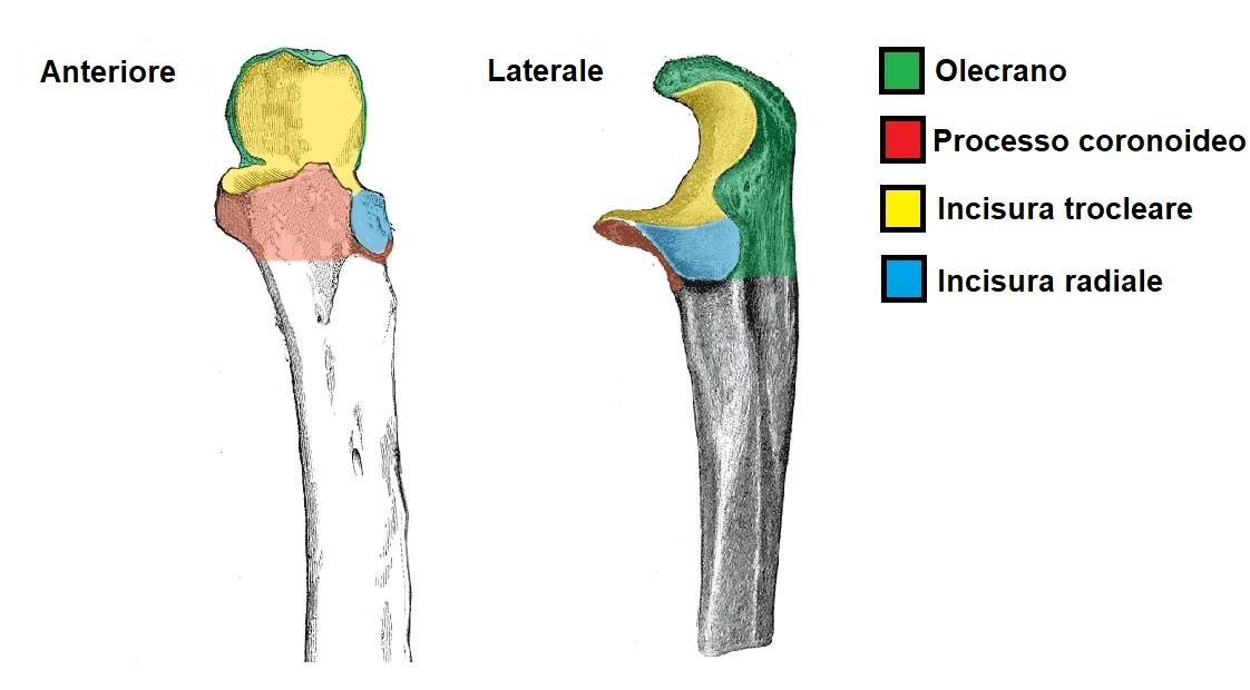 anatomia processo coronoideo dell ulna