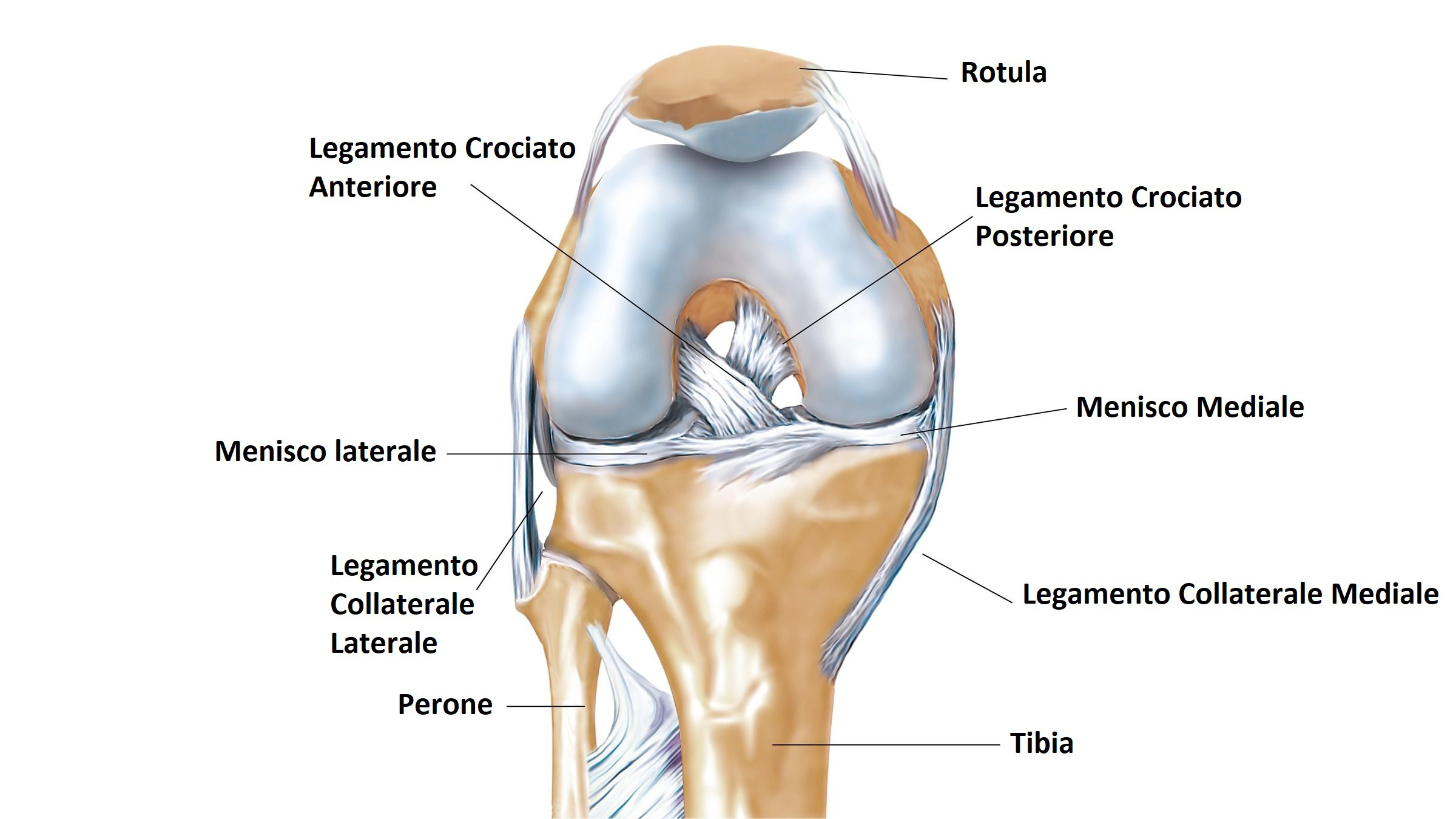 anatomia protesi ginocchio