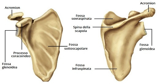 anatomia scapola