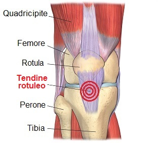 anatomia tendine rotuleo ginocchio