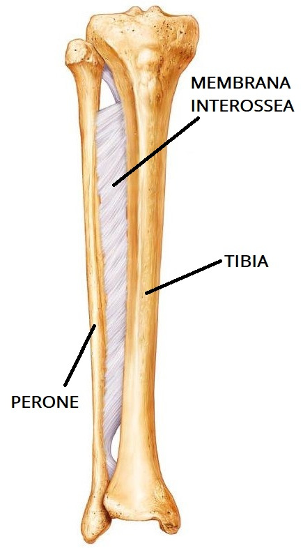 anatomia tibia