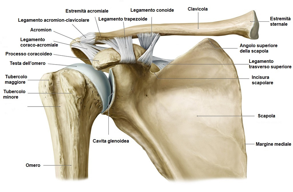 lussazione spalla anatomia gleno omerale