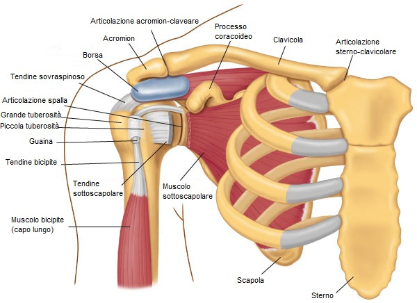 lussazione spalla anteriore trauma anatomia